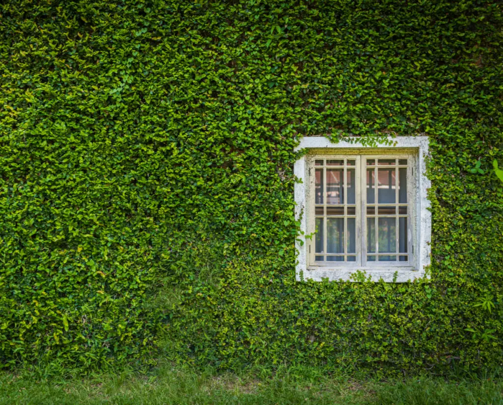 Green wall with window
